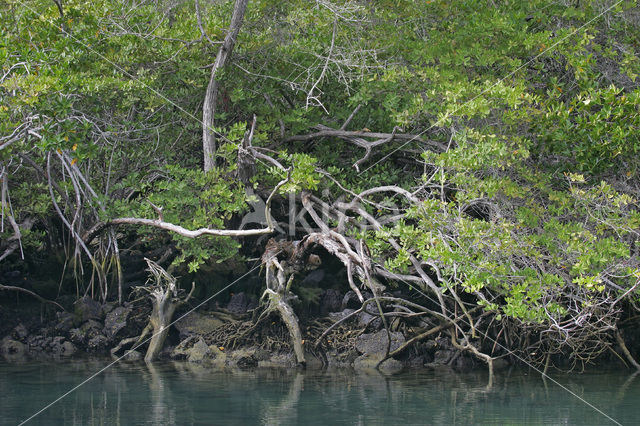 Mangrove