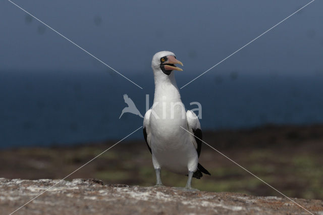 Maskergent (Sula dactylatra)