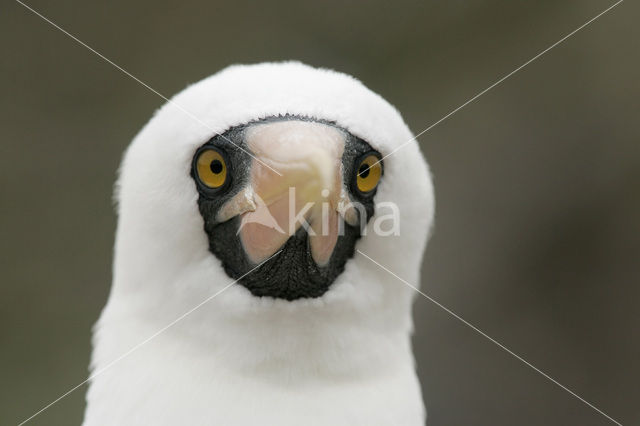 Maskergent (Sula dactylatra)