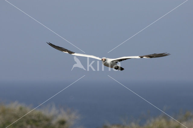 Maskergent (Sula dactylatra)