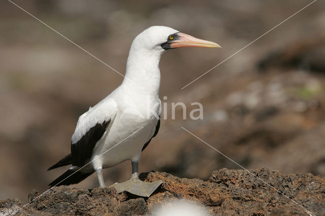 Maskergent (Sula dactylatra)