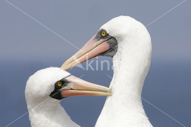 Maskergent (Sula dactylatra)