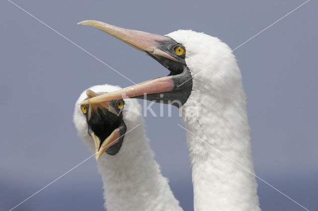 Maskergent (Sula dactylatra)