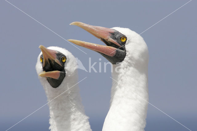 Maskergent (Sula dactylatra)