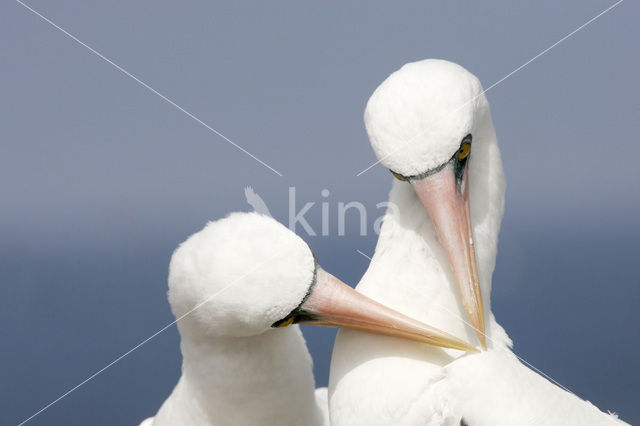 Maskergent (Sula dactylatra)