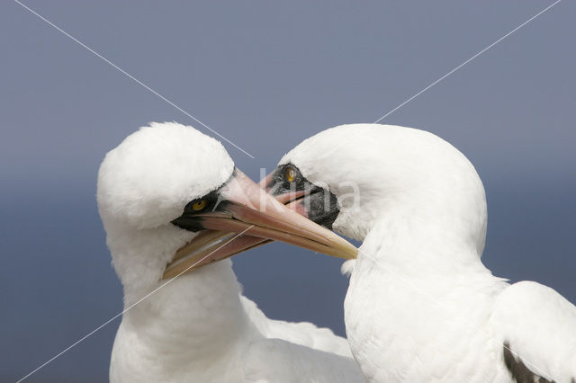 Maskergent (Sula dactylatra)