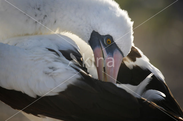 Maskergent (Sula dactylatra)