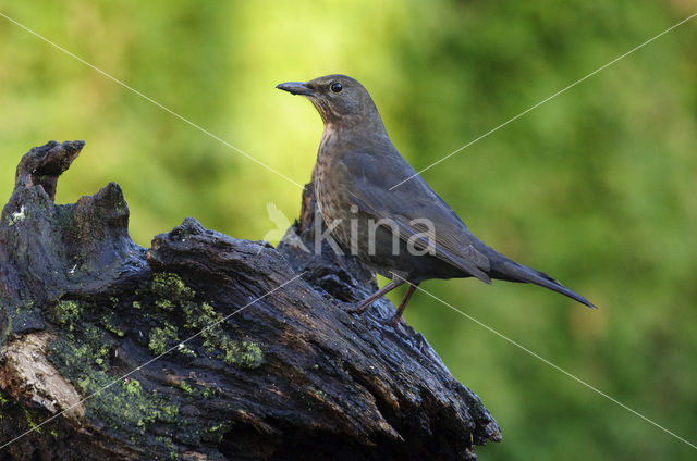 Merel (Turdus merula)