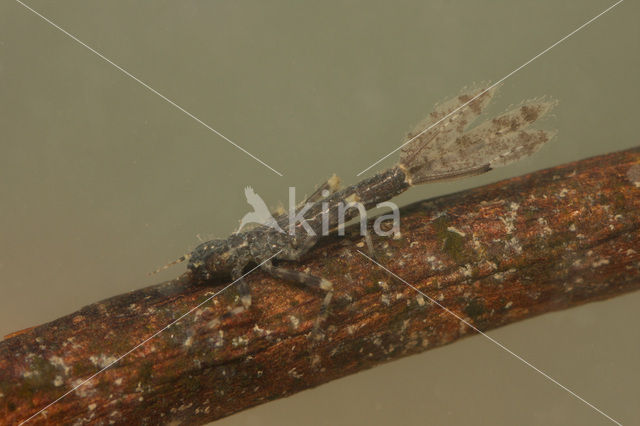 Neoneura rubriventris