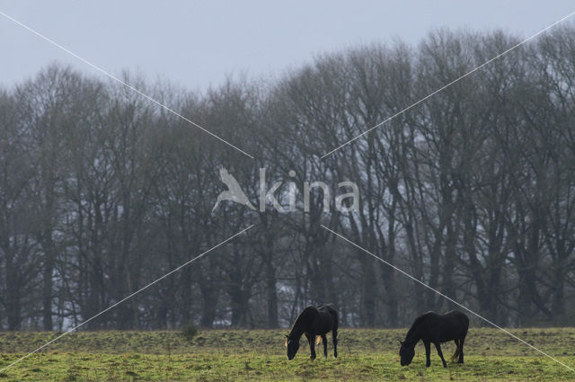 New Forest pony (Equus spp.)