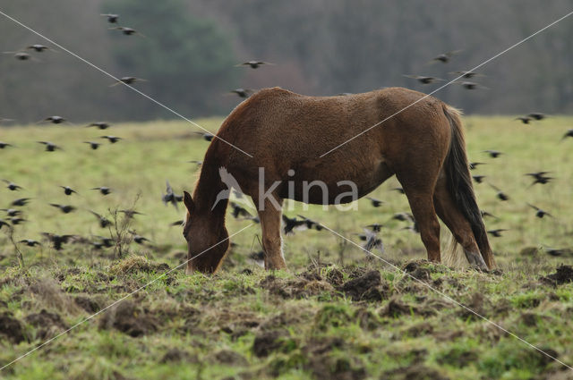 New Forest pony (Equus spp.)