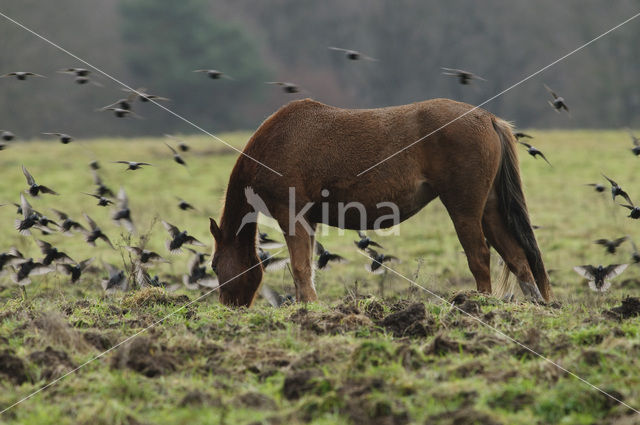 New Forest pony (Equus spp.)