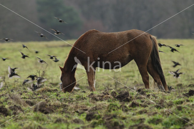 New Forest pony (Equus spp.)