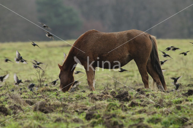 New Forest pony (Equus spp.)