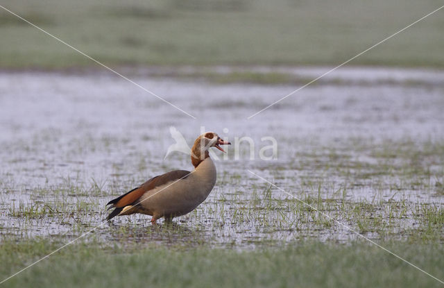 Nijlgans (Alopochen aegyptiaca)