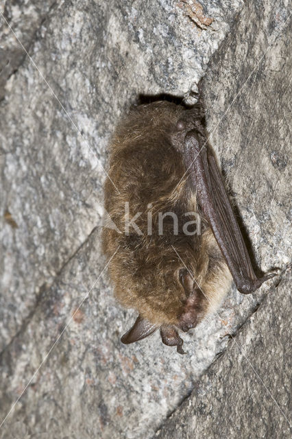 Oostelijke baardvleermuis