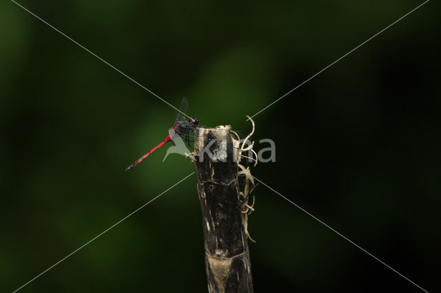 Orthemis cf. coracina