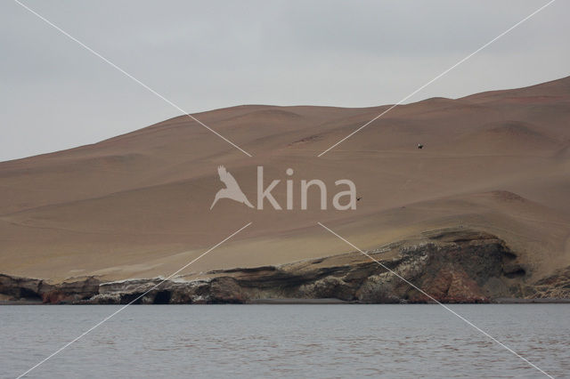 Paracas National Reserve