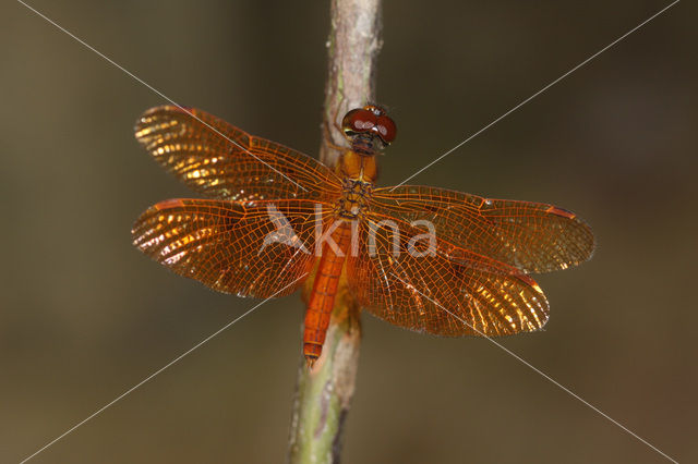 Perithemis cornelia