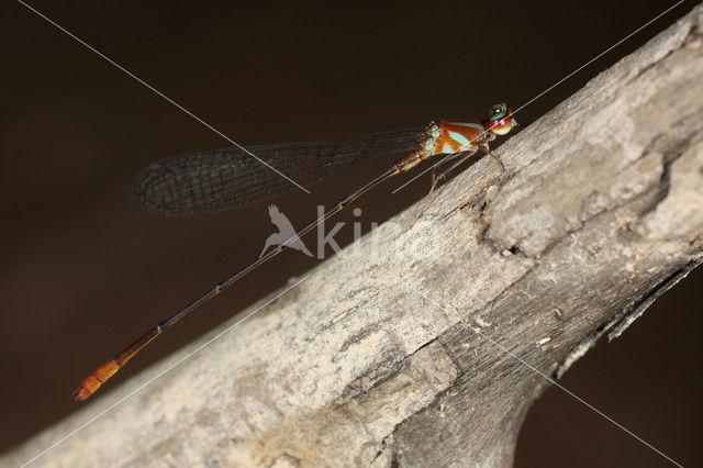 Phoenicagrion sp. n.