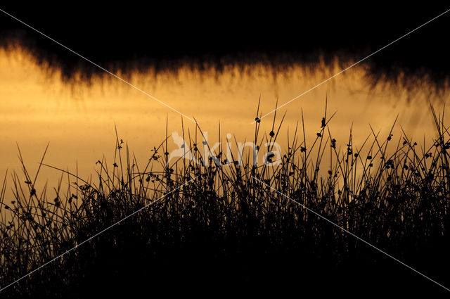 Pitrus (Juncus effusus)