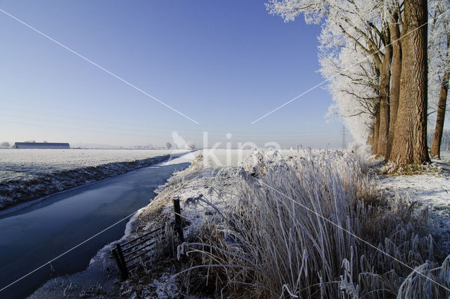 Riet (Phragmites australis)