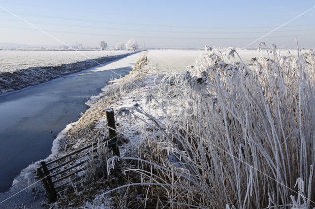 Riet (Phragmites australis)