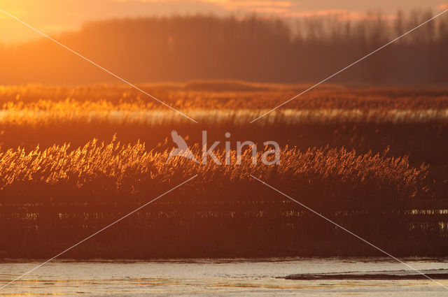 Riet (Phragmites australis)