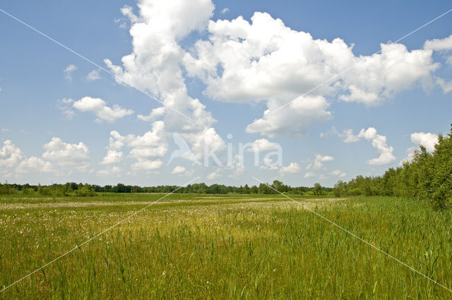 Riet (Phragmites australis)