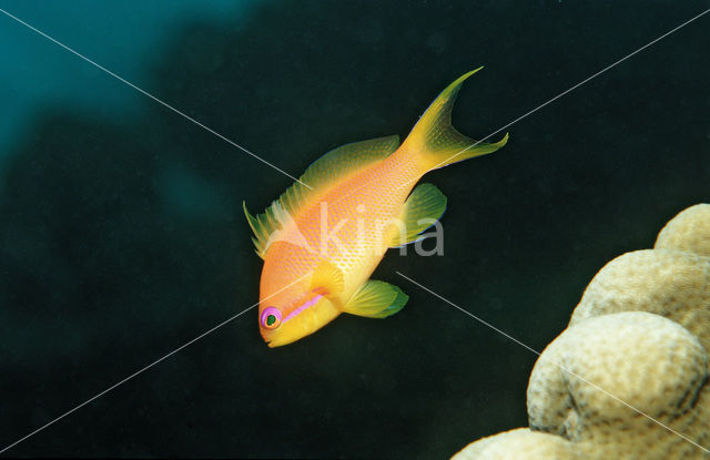 Rode vlaggebaars (Pseudanthias squamipinnis)