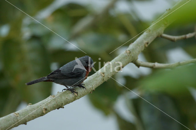 Roodbuikdikbekje (Sporophila castaneiventris)