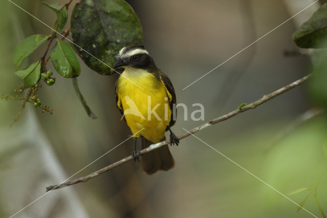 Roodkruintiran (Myiozetetes similis)