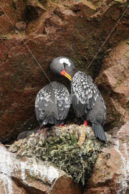 Roodpootaalscholver (Phalacrocorax gaimardi)