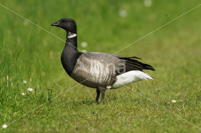 Rotgans (Branta bernicla)