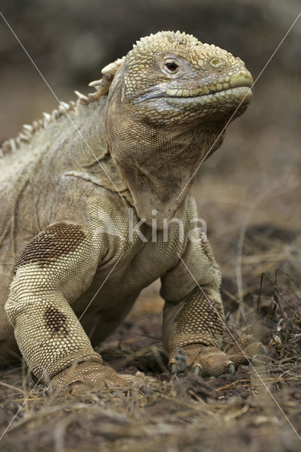 Santa-Fe landleguaan (Conolophus pallidus)