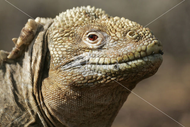 Santa-Fe landleguaan (Conolophus pallidus)