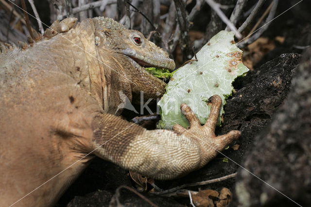 Santa-Fe landleguaan (Conolophus pallidus)