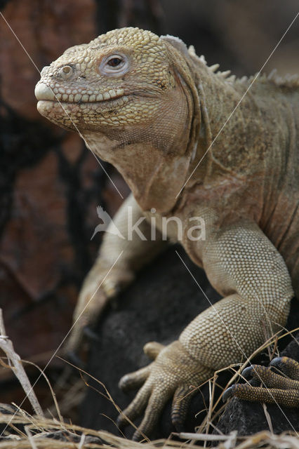 Santa-Fe landleguaan (Conolophus pallidus)