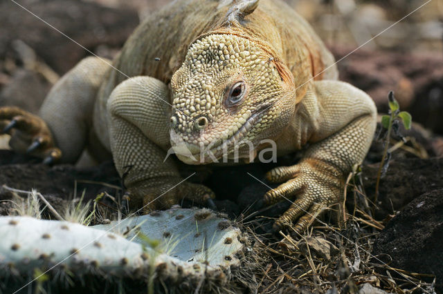 Santa-Fe landleguaan (Conolophus pallidus)