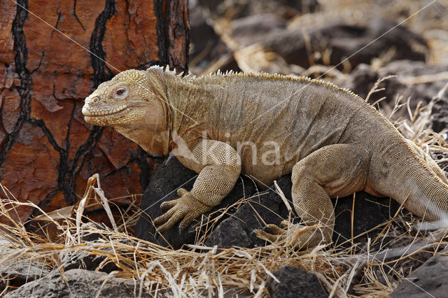 Santa-Fe landleguaan (Conolophus pallidus)