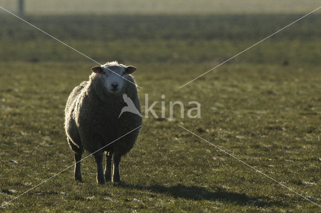 Schaap (Ovis domesticus)