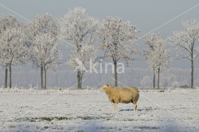 Schaap (Ovis domesticus)