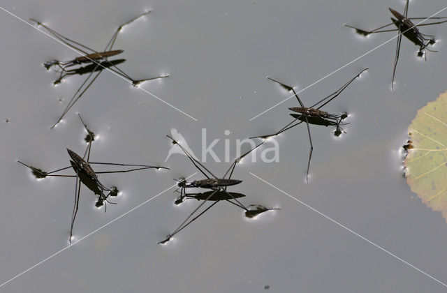 Schaatsenrijder (Gerris lacustris)