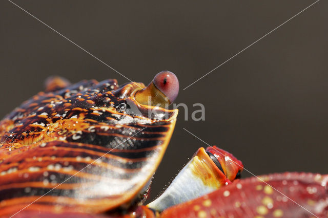 Sally lightfoot crab (Grapsus grapsus)