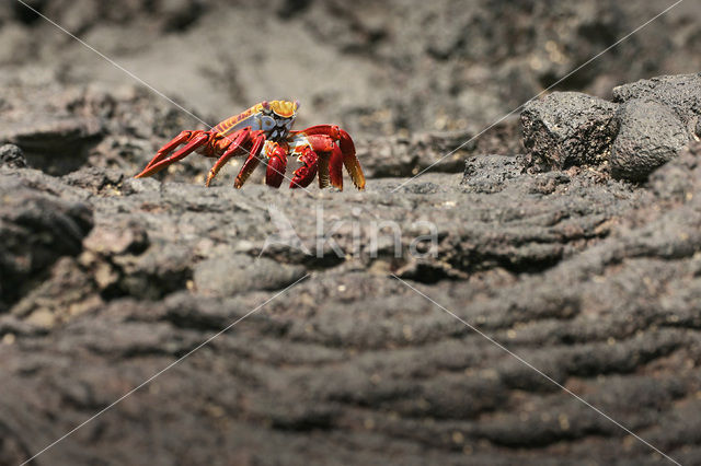 Scharlakenrode rotskrab (Grapsus grapsus)