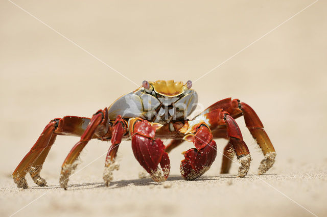 Sally lightfoot crab (Grapsus grapsus)