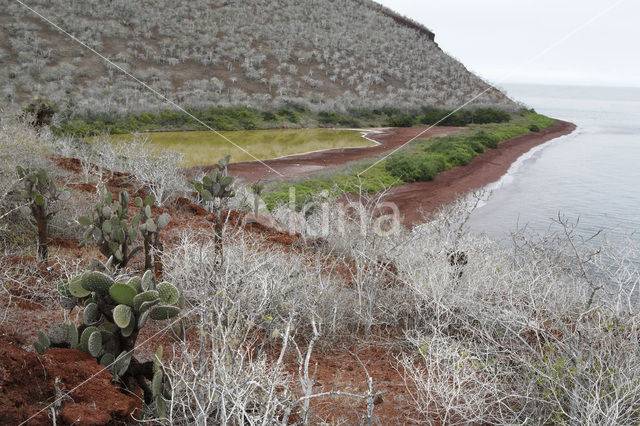 Schijfcactus (Opuntia)