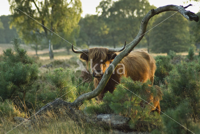 Schotse Hooglander