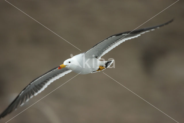 Simeonsmeeuw (Larus belcheri)