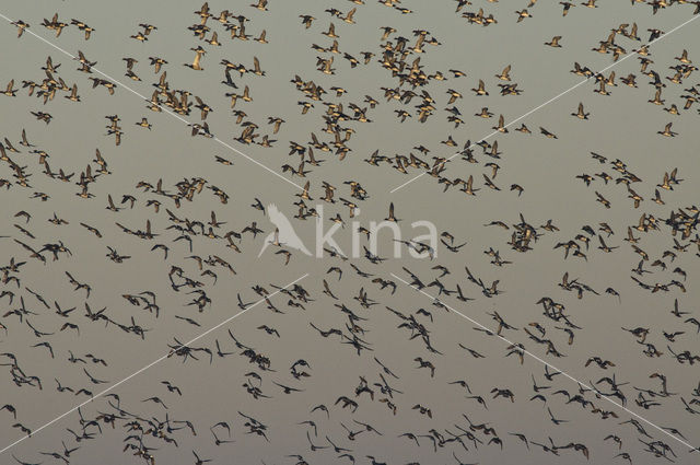 Wigeon (Anas penelope)